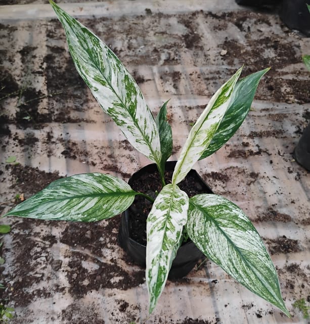 Variegated Peace Lily