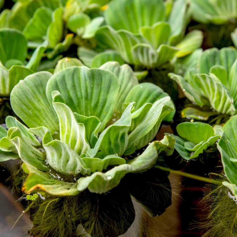 Water Lettuce | Water Cabbage Plant - Pack of 3