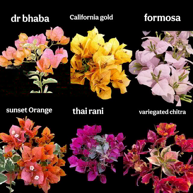 Bougainvillea Plants Collection – 6 Plants variegated Combo Bougainvillea Plants Collection – 6 Plants variegated Combo