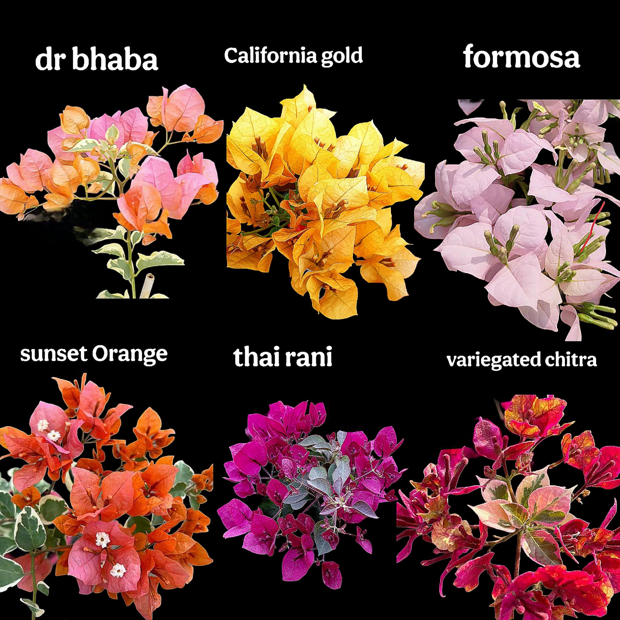 Bougainvillea Plants Collection – 6 Plants variegated Combo