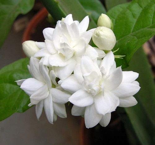 Arabian Jasmine Flower Plant (BEL FUL)