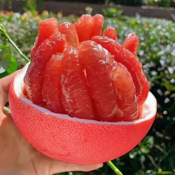 Thai Red Pomela Plant Grafted