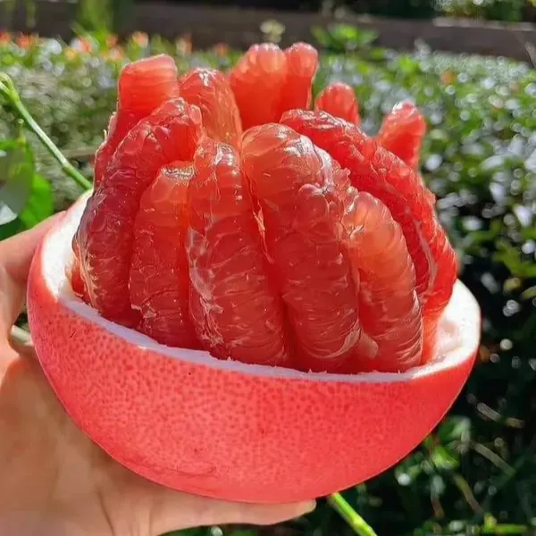 Thai Red Pomela Plant Grafted