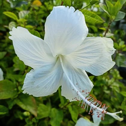 White Hibiscus Plant