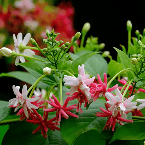 Rangoon Creeper Flowers Plant | Madhumalti Vine
