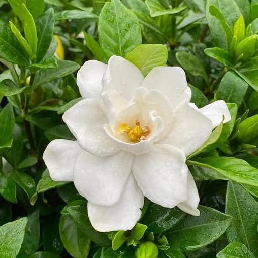 White Gandharaj (Gardenia) Flower Plant