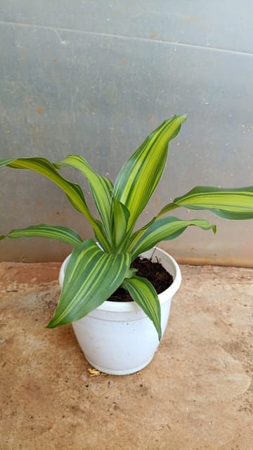 Dracaena Indoor Plant