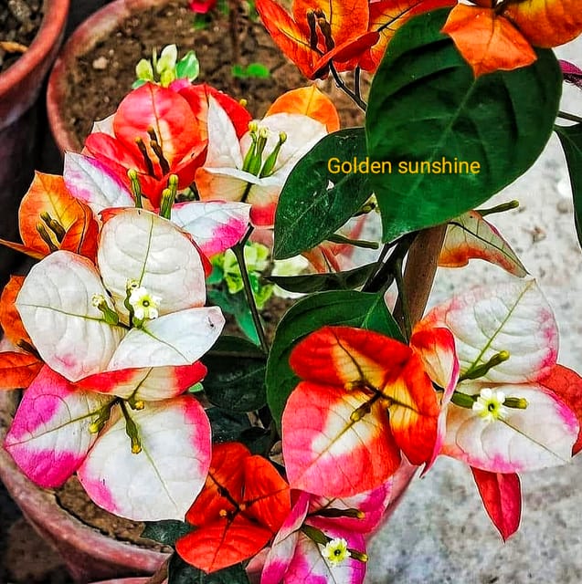 Golden Sunshine Grafted Bougainvillea Plants | Pack of 2