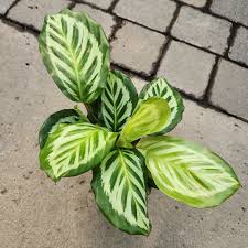Calathea Golden Mosaic Indoor Plant