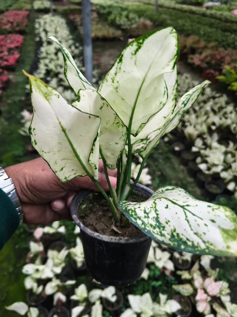 Aglaonema Super White Indoor Plant | Premium White Foliage | Healthy Potted Plant