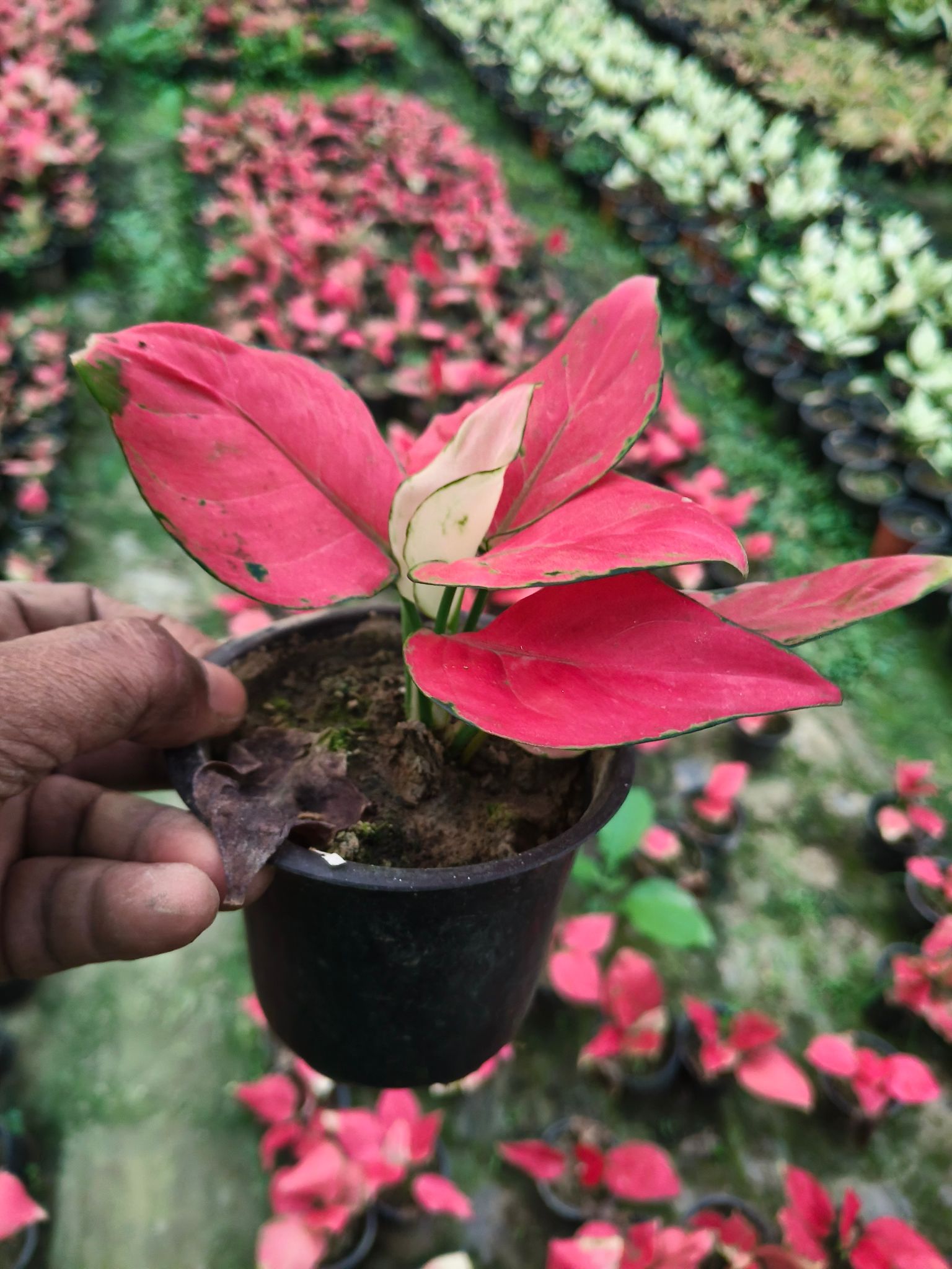 Red Aglaonema Indoor Plant | Healthy Potted Plant