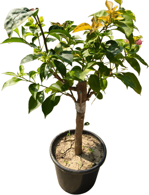 Multigrafted Bougainvillea Plant (5 Colours in One Plant)