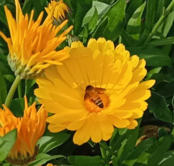 Winter Flower Seed Combo (10 Varieties)