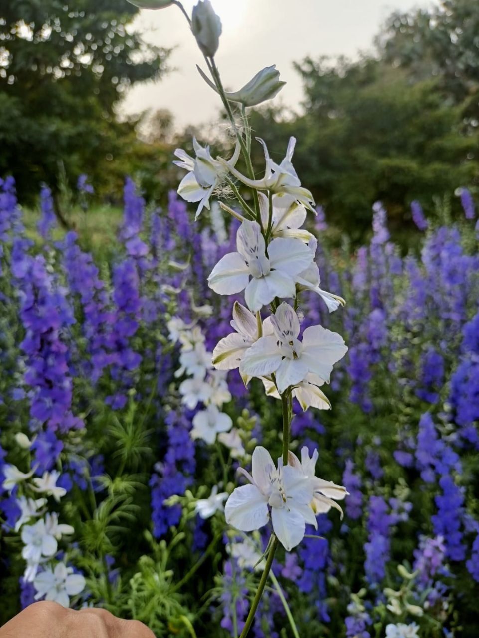 Winter Flower Seed Combo (10 Varieties)-The Bloomsmith