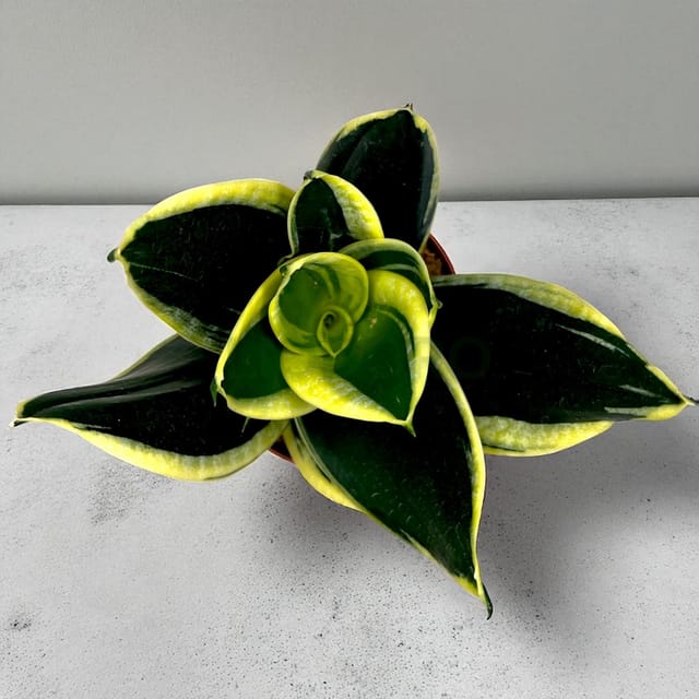 Snake Plant Jade Pagoda | Sansevieria Lotus Yellow, Bare root with 4-Inch Desk Pot