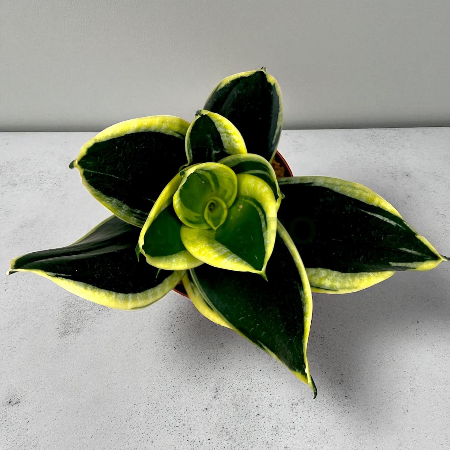 Snake Plant Jade Pagoda | Sansevieria Lotus Yellow, Bare root with 4-Inch Desk Pot