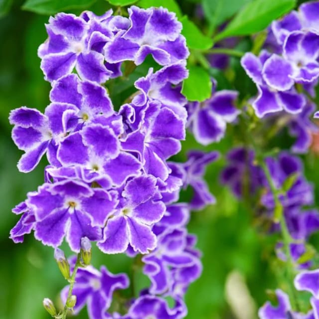 Duranta Erecta Flower Plant(Purple)