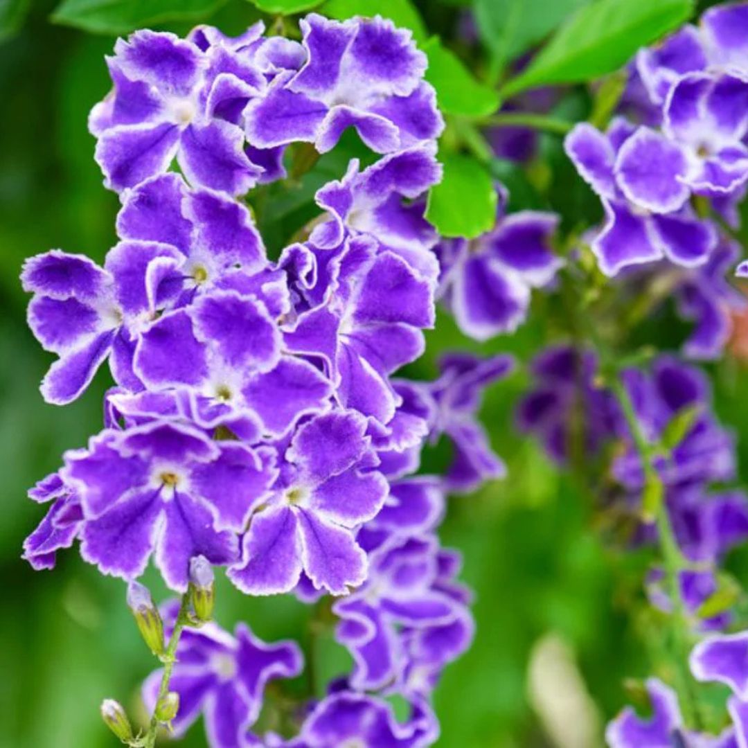 Duranta Erecta Flower Plant(Purple)
