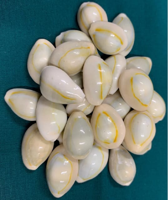 Cowrie Sea Shells Pack Of 50 Pcs | Kaudi For Home Decor