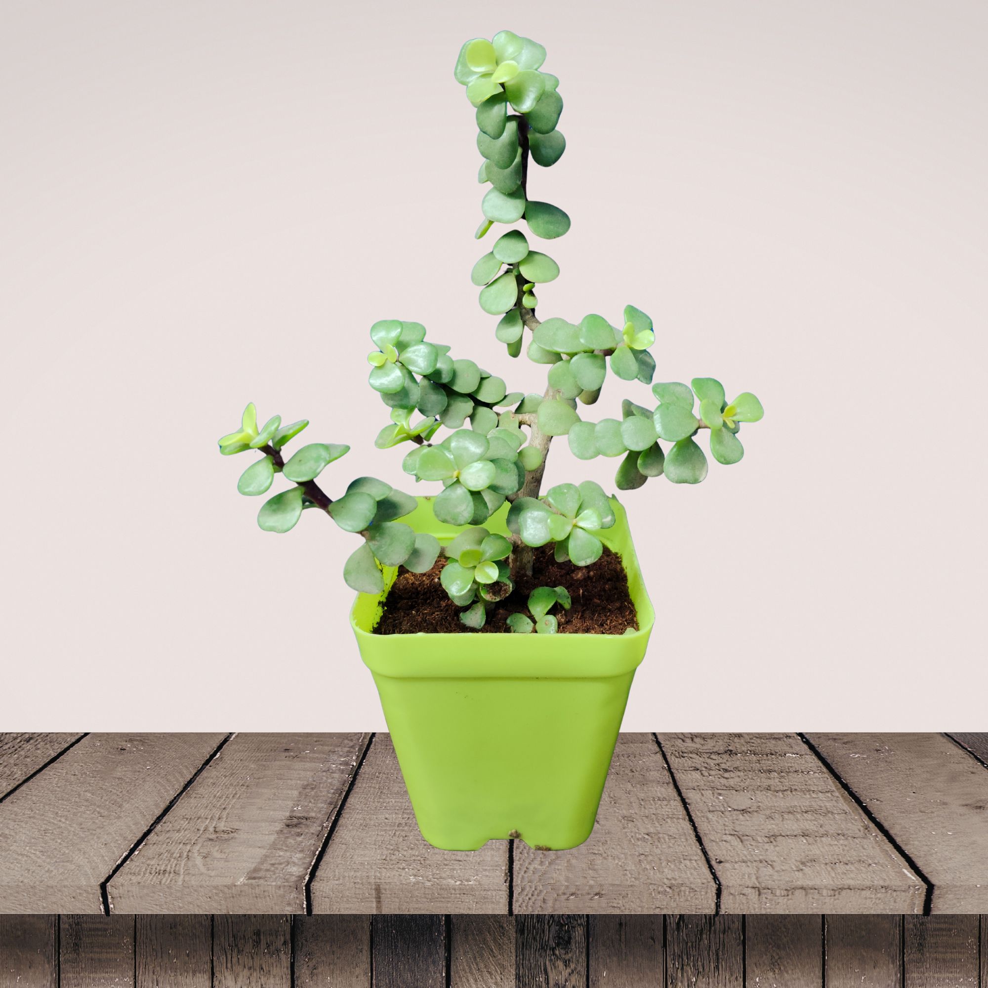 Jade Plant with Square 4-Inch Pot