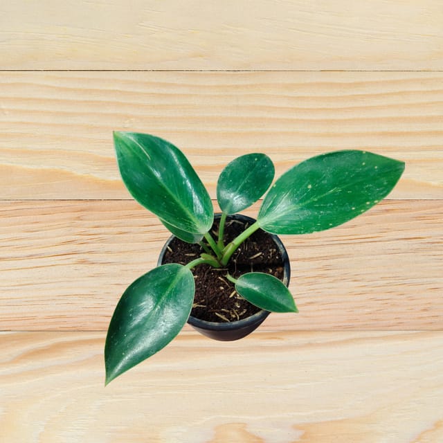 Philodendron Birkin in a Beautiful Round 3-Inch Pot