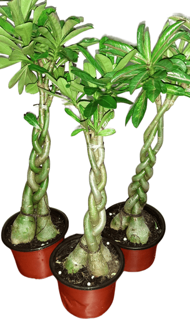 Designer Adenium BRAIDED Plant – Grafted Desert Rose Bonsai | Decorative Flowering Plant in Designing | Pack of 01