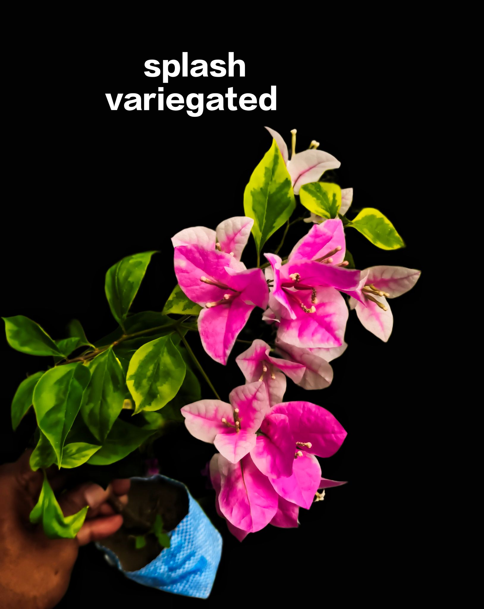 Splash Bougainvillea Variegated Flowering Plant- Grafted