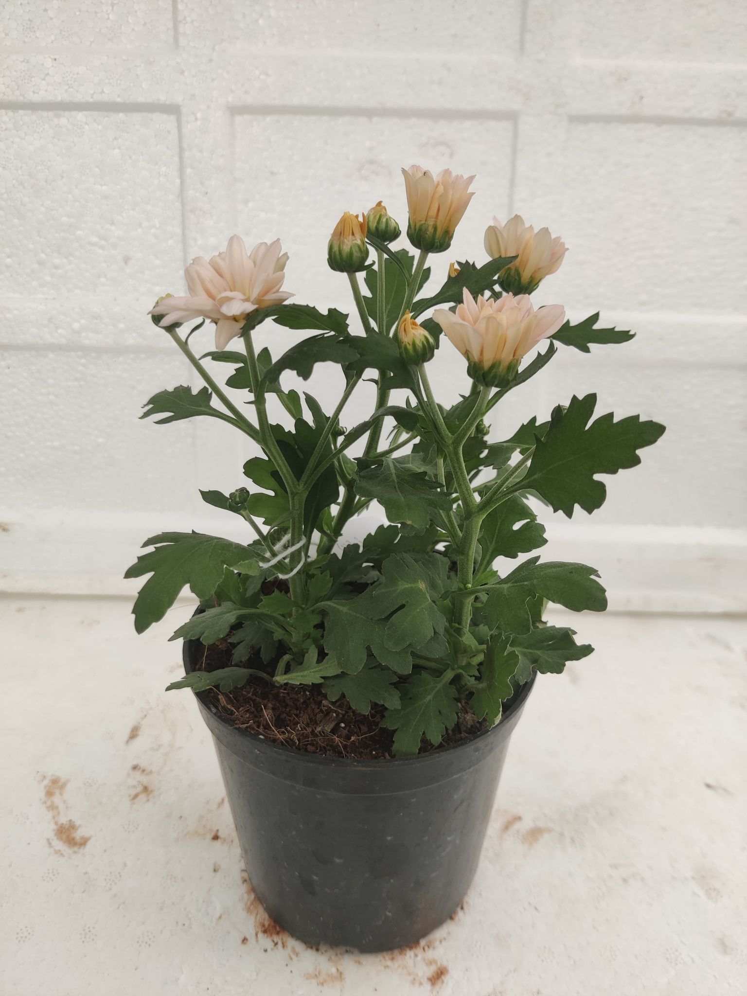 Shevanti Cremy Light (Chrysanthemum) Plant