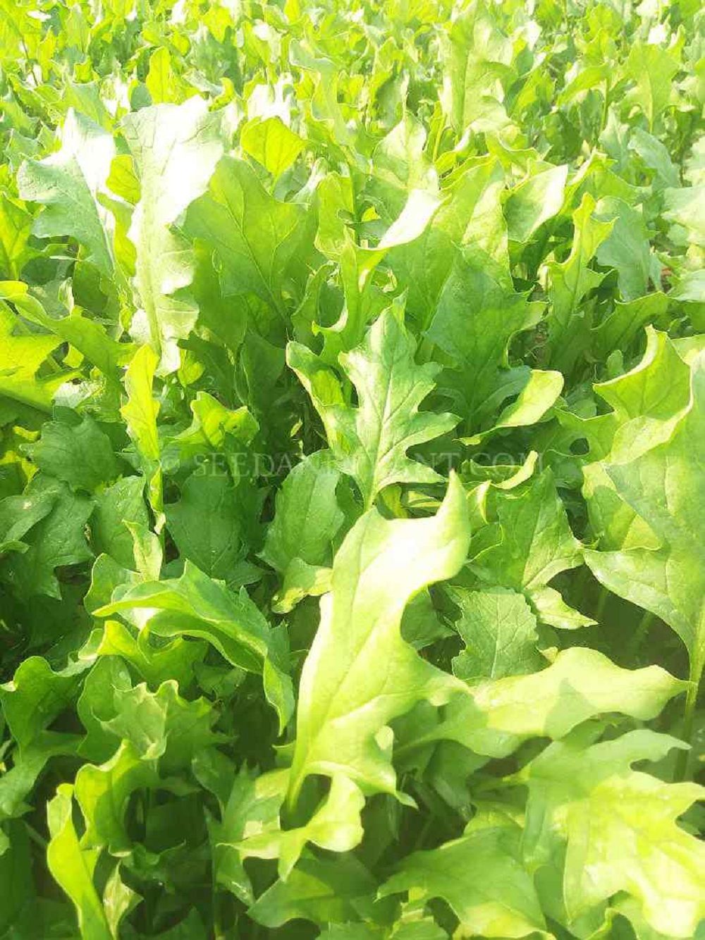Premium Desi Kateri Palak Seeds Pack of 20 Seeds| Fast Growing Leafy Vegetable