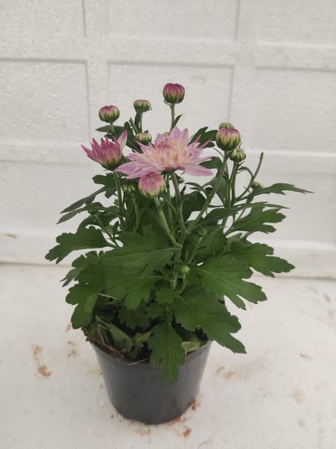 Shevanti Light Pink (Chrysanthemum) Plant
