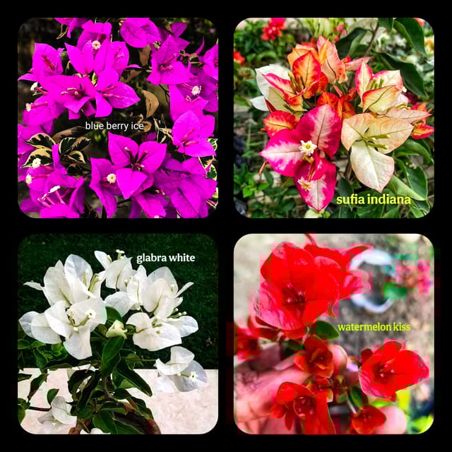 Bougainvillea Unique Colors Collection | Healthy & Rooted | Pack of 4 Plants