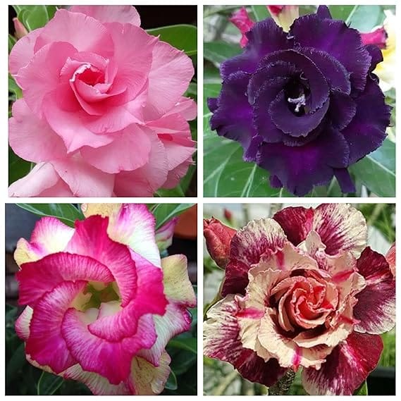 Adenium Desert Rose Flowering Plants – Rosy Variety (Pack of 4)