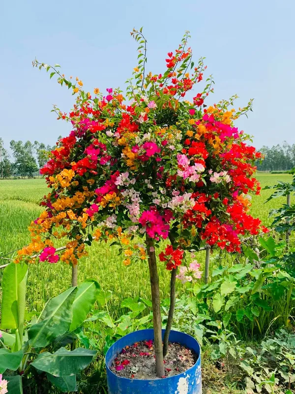 Exotic Multigrafted Bougainvillea Flower Plant | 4–6 Colour