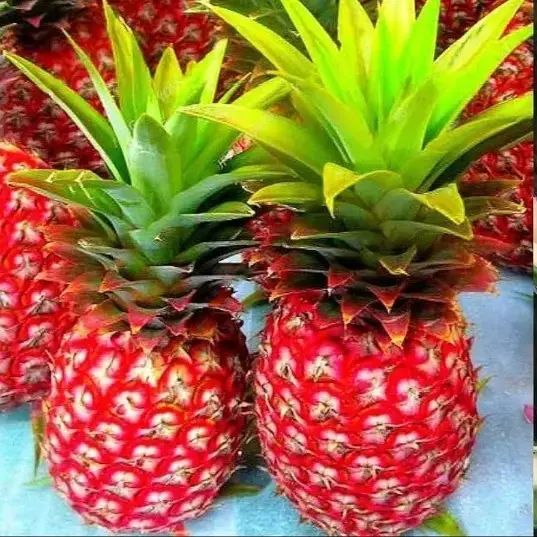 Red Pineapple Fruit Plant