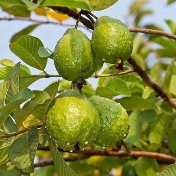 Allahabad Safeda Guava Plant | Hybrid Grafted | White Guava Variety