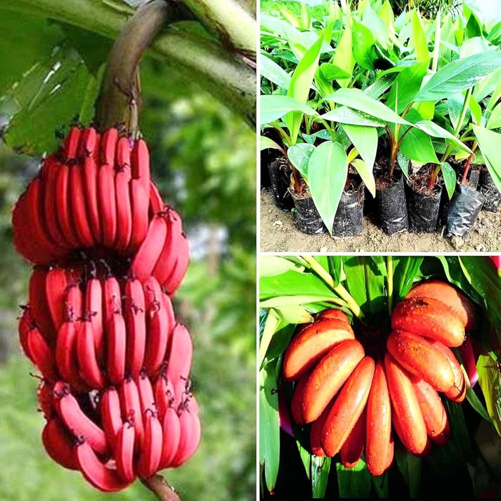 Red Banana Fruit Plant | Exotic Banana Variety