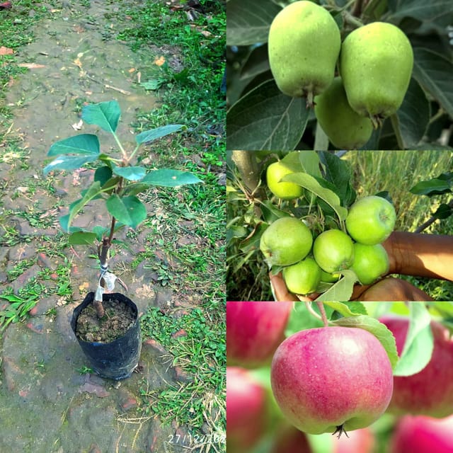 99 Green Apple Fruit Plant | Original Grafted Fruit Plant