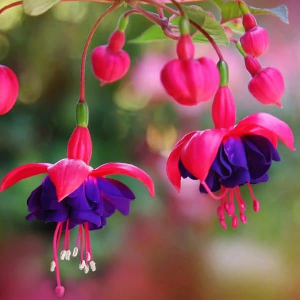 Fuchsia Flower Plant (Dancing Doll Flower)  | Clerodendrum Thomsoniae