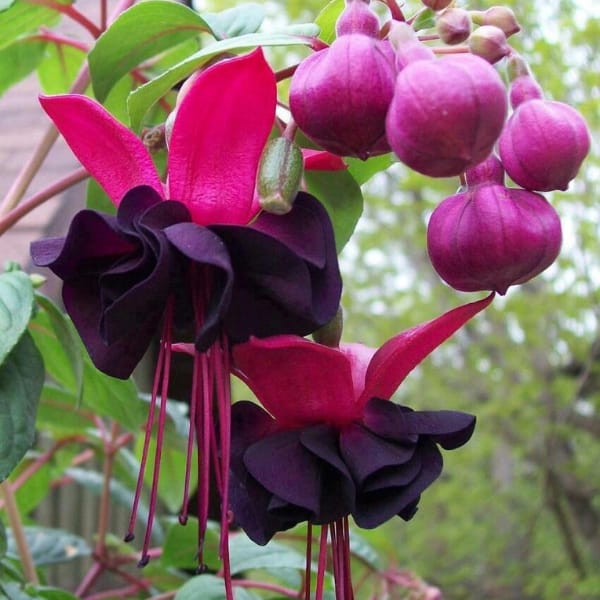 Fuchsia Magenta (Fuchsia Magellanica) Rare All Time Flowering Plant Fuchsia Magenta (Fuchsia Magellanica) Rare All Time Flowering Plant
