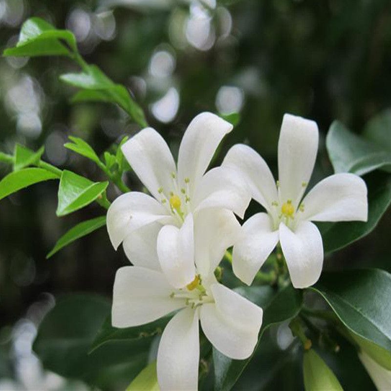 Madhu Kamini Flower Plant (Murraya paniculata)