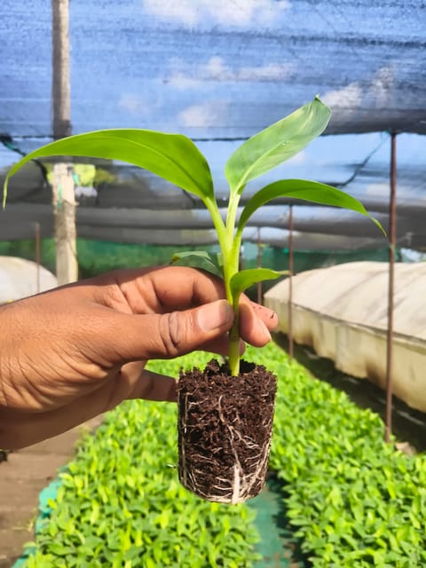 Banana Fruits Plant