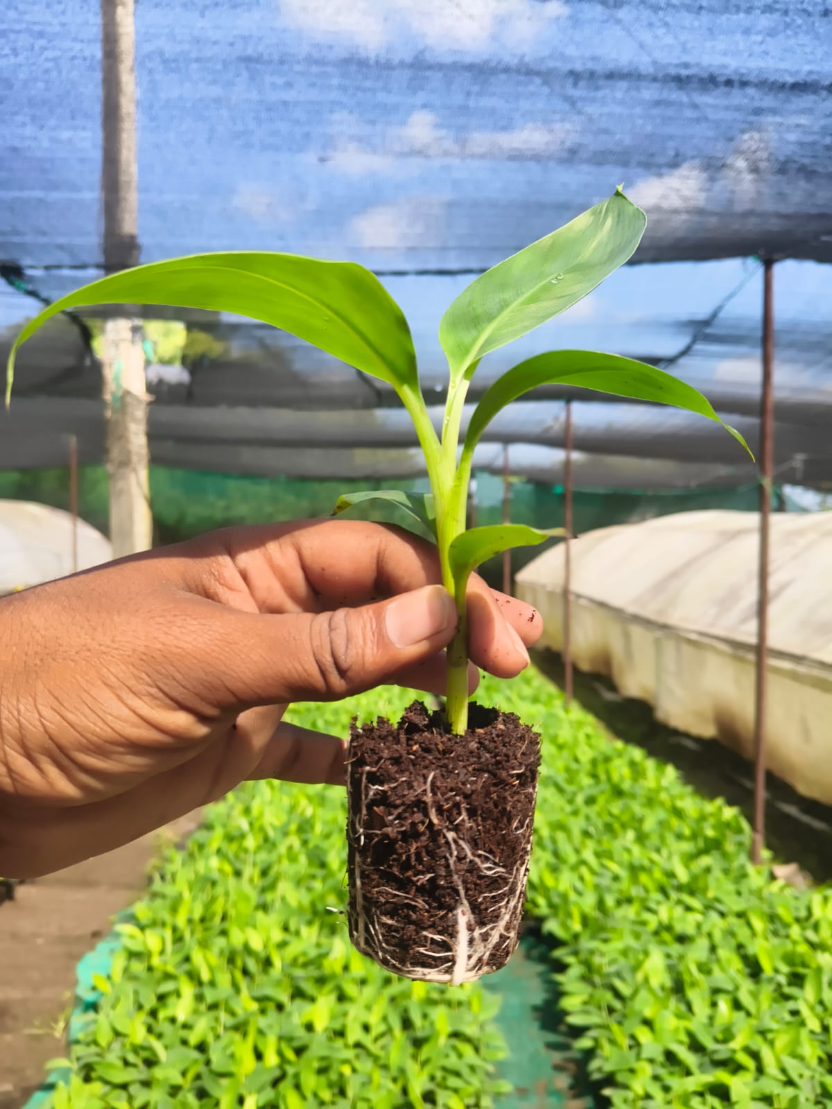 Banana Fruits Plant