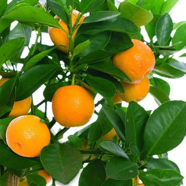 China Orange Plant – Beautiful Indoor/Outdoor Fruiting Plant
