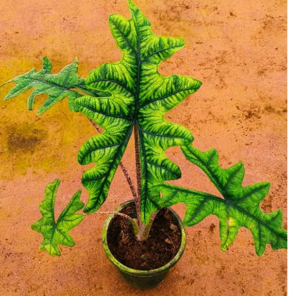 Alocasia Jacklyn Plant