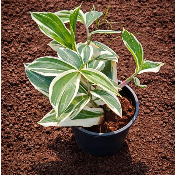 Costus arabicus ‘Variegata’ Plant