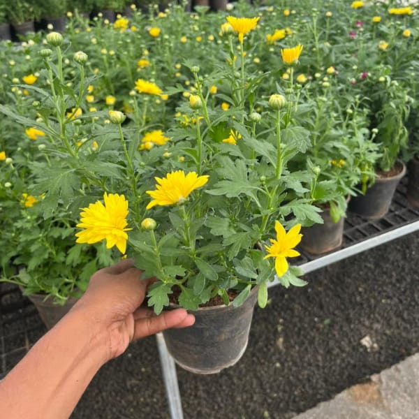 Yellow Shevanti Indoor & Garden Flowering Plant Yellow Shevanti Indoor & Garden Flowering Plant