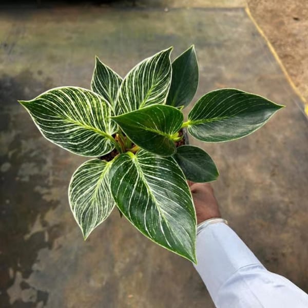 Philodendron Birkin Plant