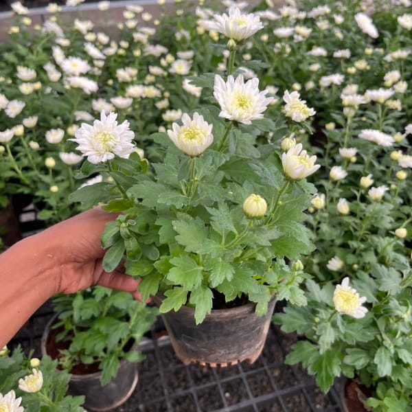 White Shevanti Plant (Chrysanthemum)