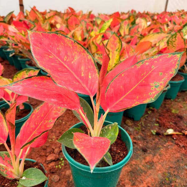 Caladium (Red) indoor Plant