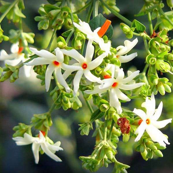 Parijaat Flower Plant  | Night Blooming Fragrant Plant